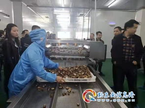台江县 果蔬脆食品加工厂正式开业